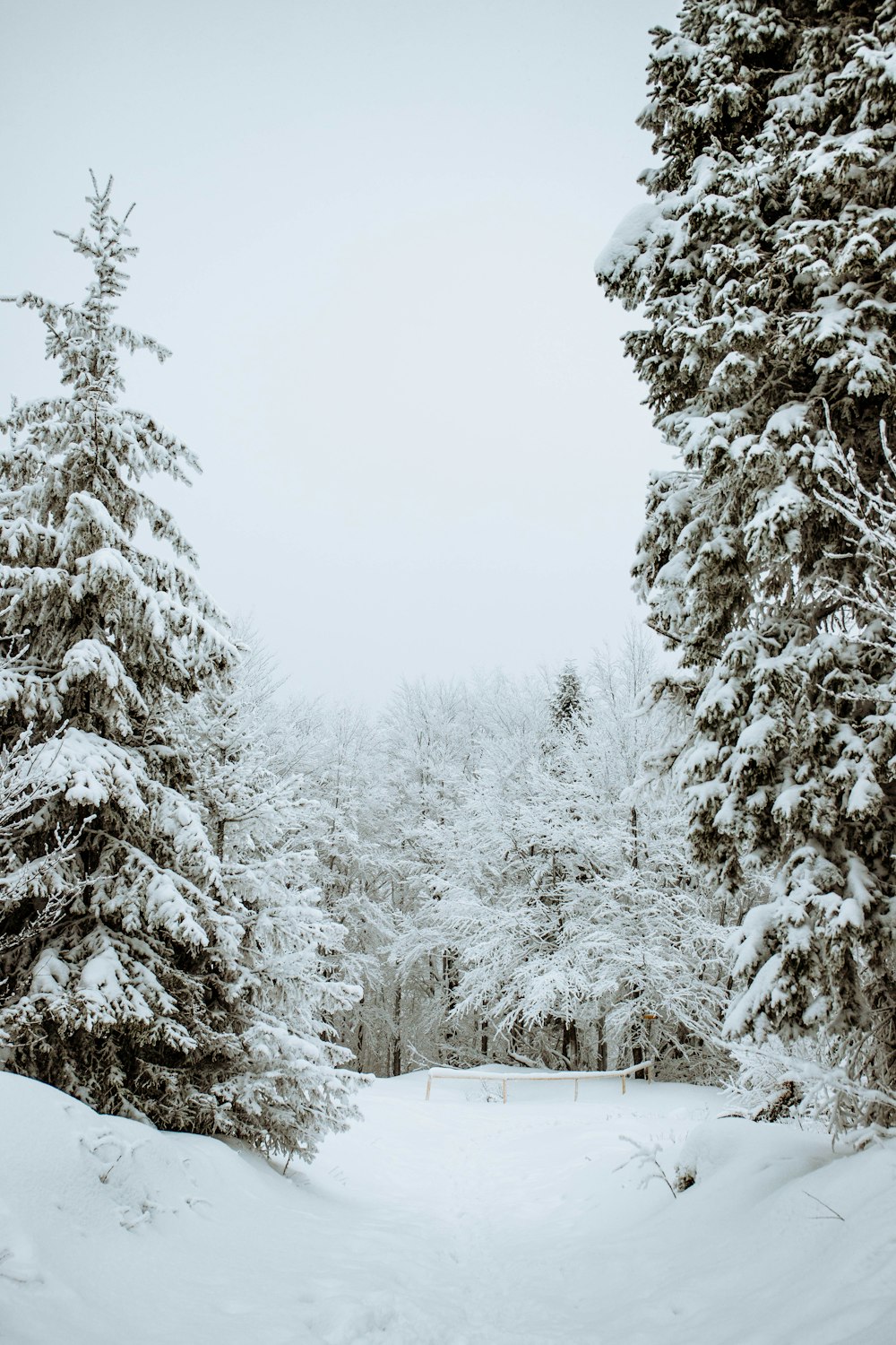 Campo cubierto de nieve y árboles