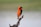 bird resting on tree brand