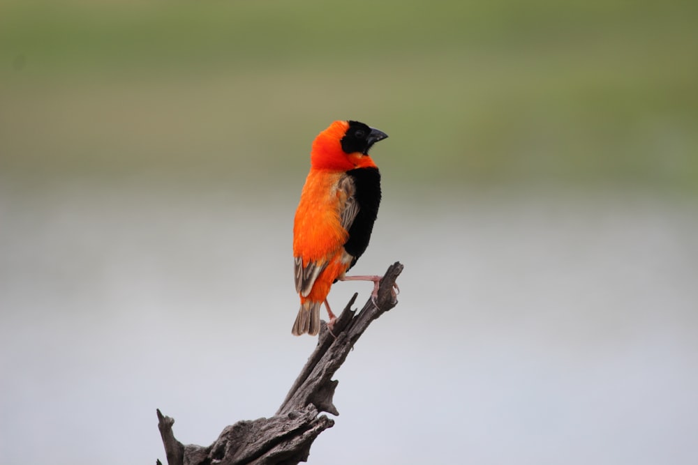 oiseau se reposant sur la marque d’arbre