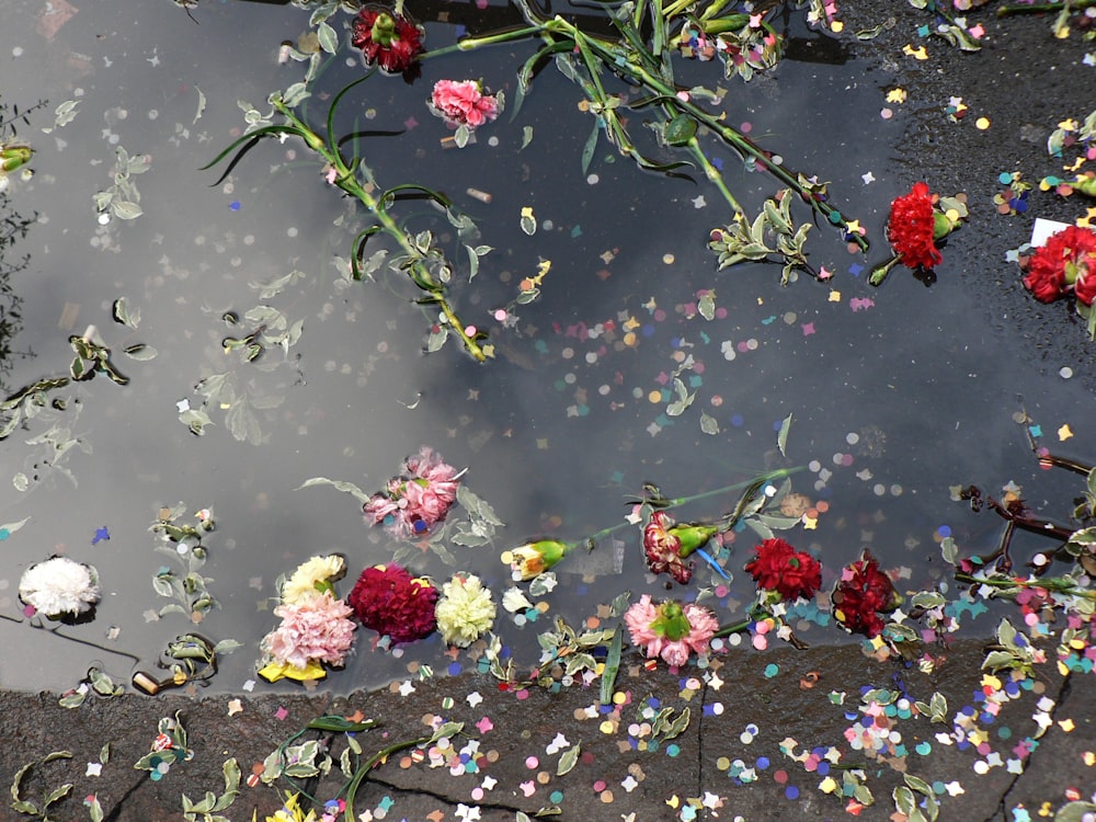 Foto von verschiedenfarbigen Blütenblättern, die auf einem Gewässer schwimmen