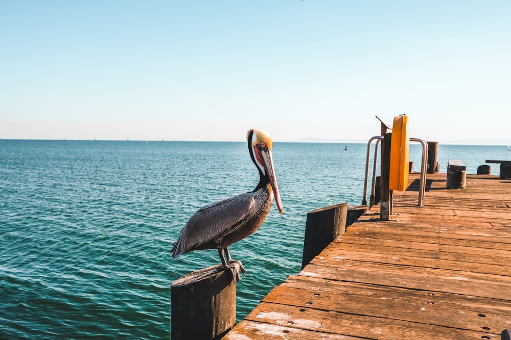 Ein Pelikan steht auf einem Dock in der Nähe des Wassers