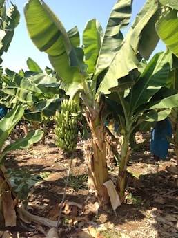 A banana plant with a bunch of green bananas is growing in a plantation. The wide and large leaves of the plant are lush and vibrant, contrasting with the dry, brown leaves covering the ground. Sunlight highlights the greenery, suggesting a warm and tropical environment.