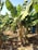 A banana plant with a bunch of green bananas is growing in a plantation. The wide and large leaves of the plant are lush and vibrant, contrasting with the dry, brown leaves covering the ground. Sunlight highlights the greenery, suggesting a warm and tropical environment.