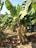 A banana plant with a bunch of green bananas is growing in a plantation. The wide and large leaves of the plant are lush and vibrant, contrasting with the dry, brown leaves covering the ground. Sunlight highlights the greenery, suggesting a warm and tropical environment.