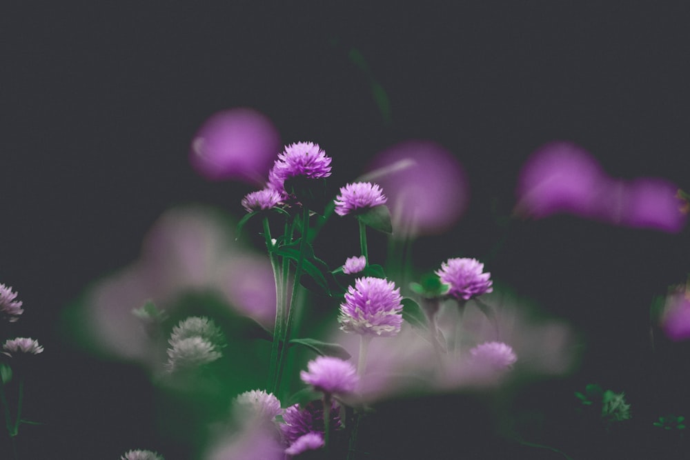 보라색 꽃의 얕은 초점