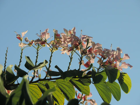 Colorful flower bed blooming under a clear blue sky.
