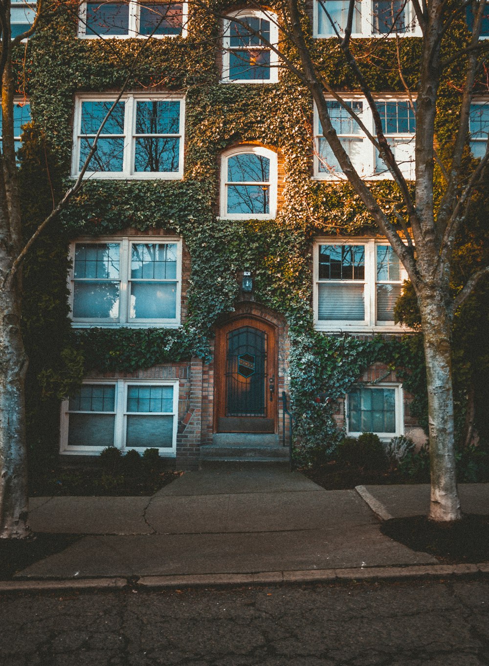 concrete house with ivy in wall