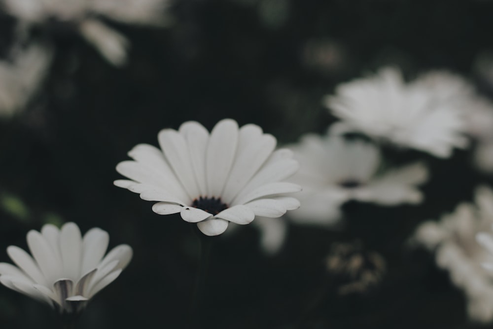 white flowers