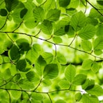 green leafed plant