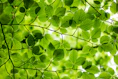 green leafed plant