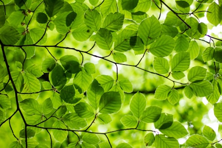 sun shining through leafy green branches