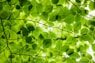 green leafed plant