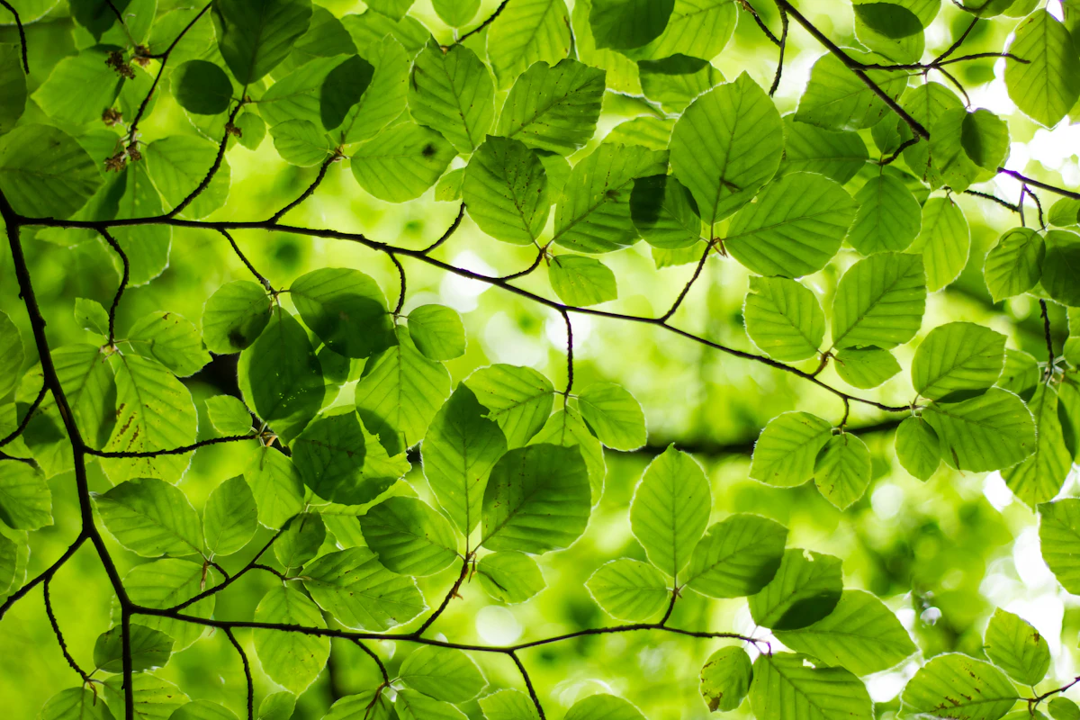 Soft green foliage in gentle light