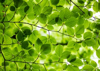 green leafed plant