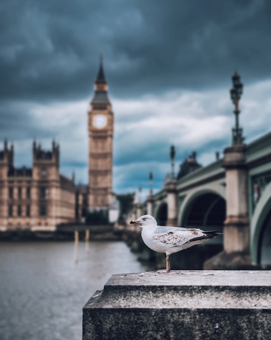 shallow focus photography of seagull and Big Ben in London in Houses of Parliament United Kingdom
