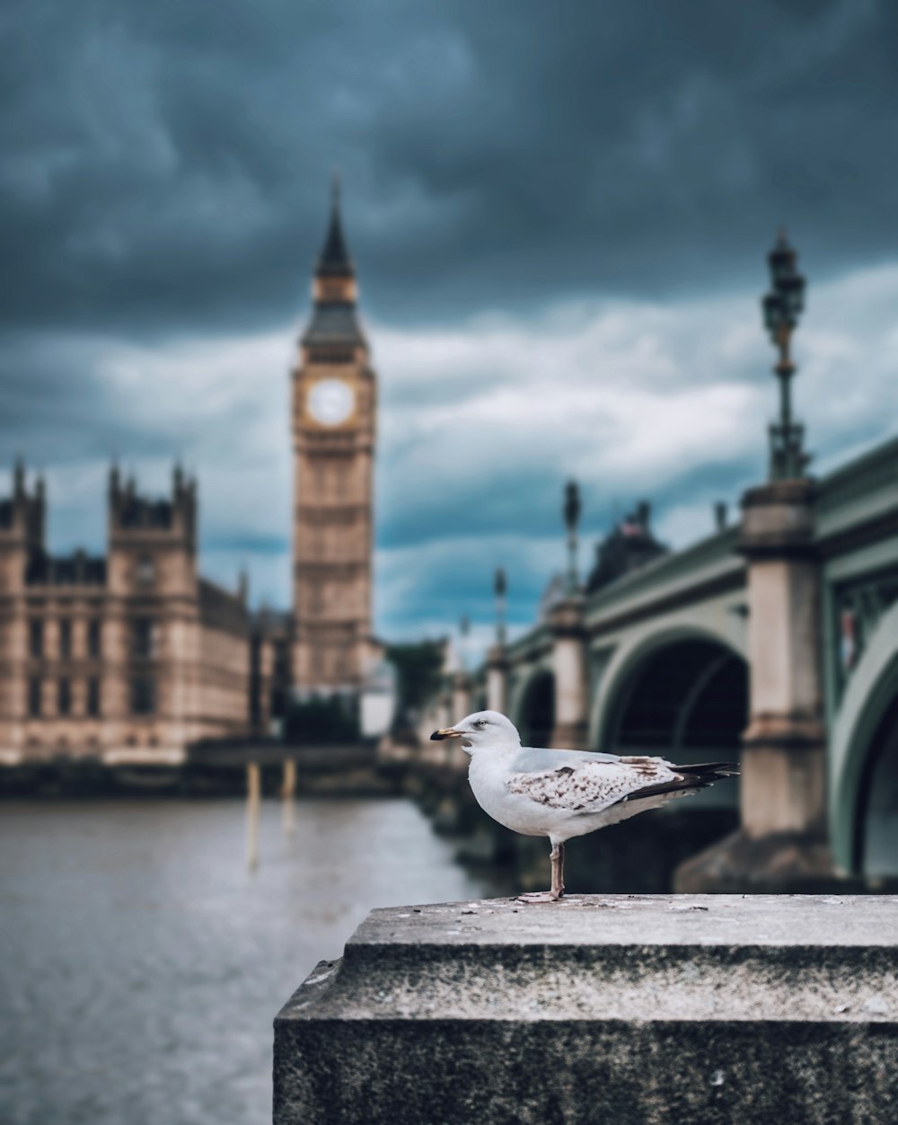 런던의 갈매기와 빅벤의 얕은 초점 사진