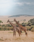 two giraffes standing on brown plants