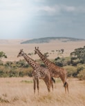 two giraffes standing on brown plants