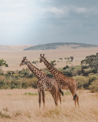 two giraffes standing on brown plants