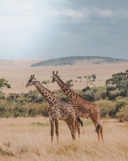 two giraffes standing on brown plants