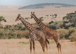 two giraffes standing on brown plants