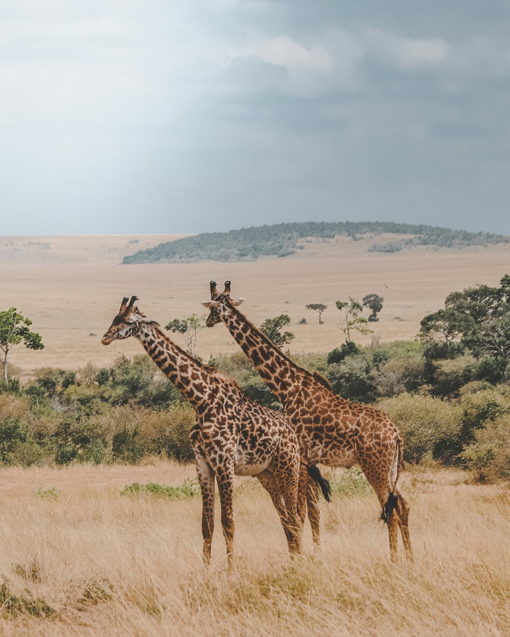 two giraffes standing on brown plants