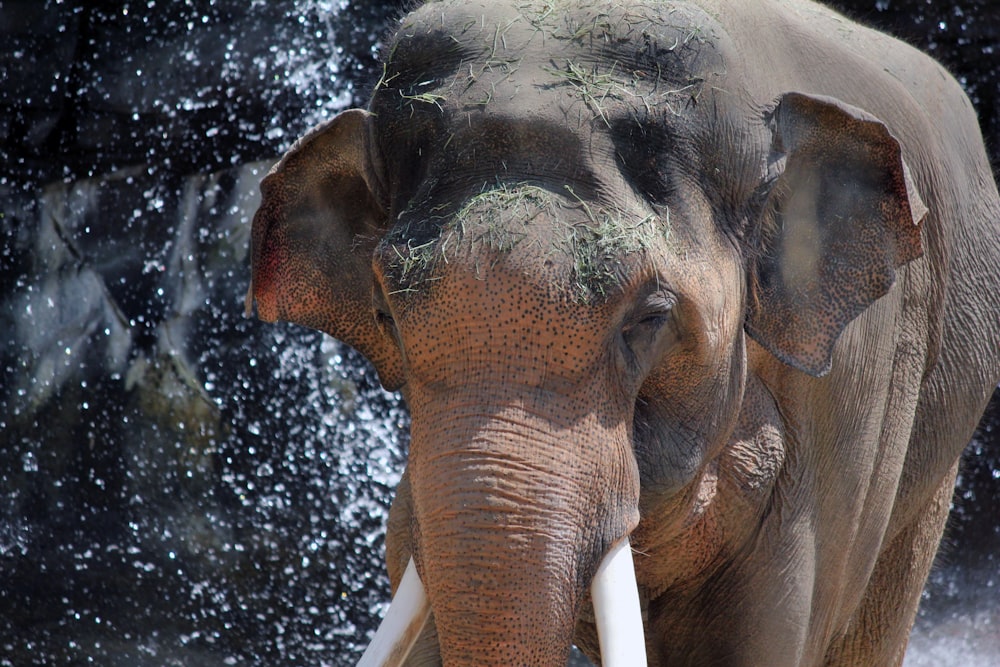 brown elephant closeup photography