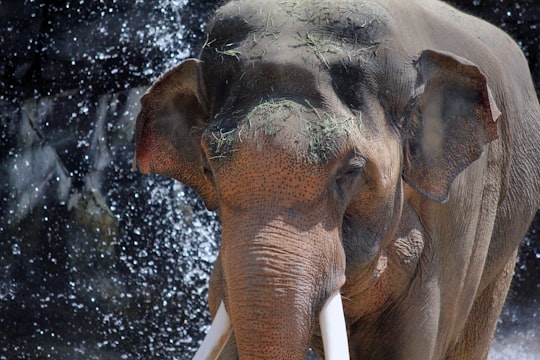 brown elephant closeup photography in Los Angeles Zoo United States