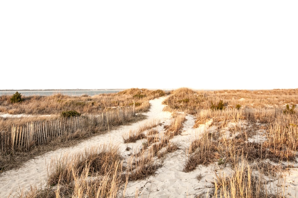 pathway surrounded with brown fields under white clouds