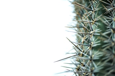 selective focus photo of green leafed plant