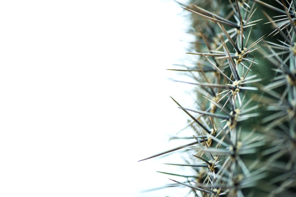 Foto de enfoque selectivo de planta de hojas verdes