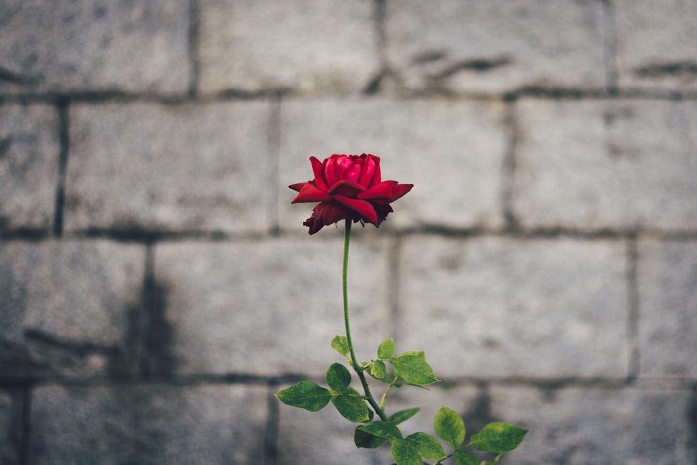 昼間の灰色のコンクリートレンガの壁の赤いバラの花