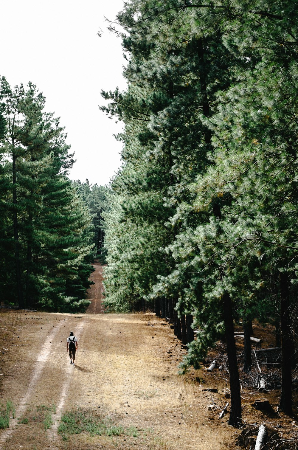 나무 사이의 통로를 걷는 남자
