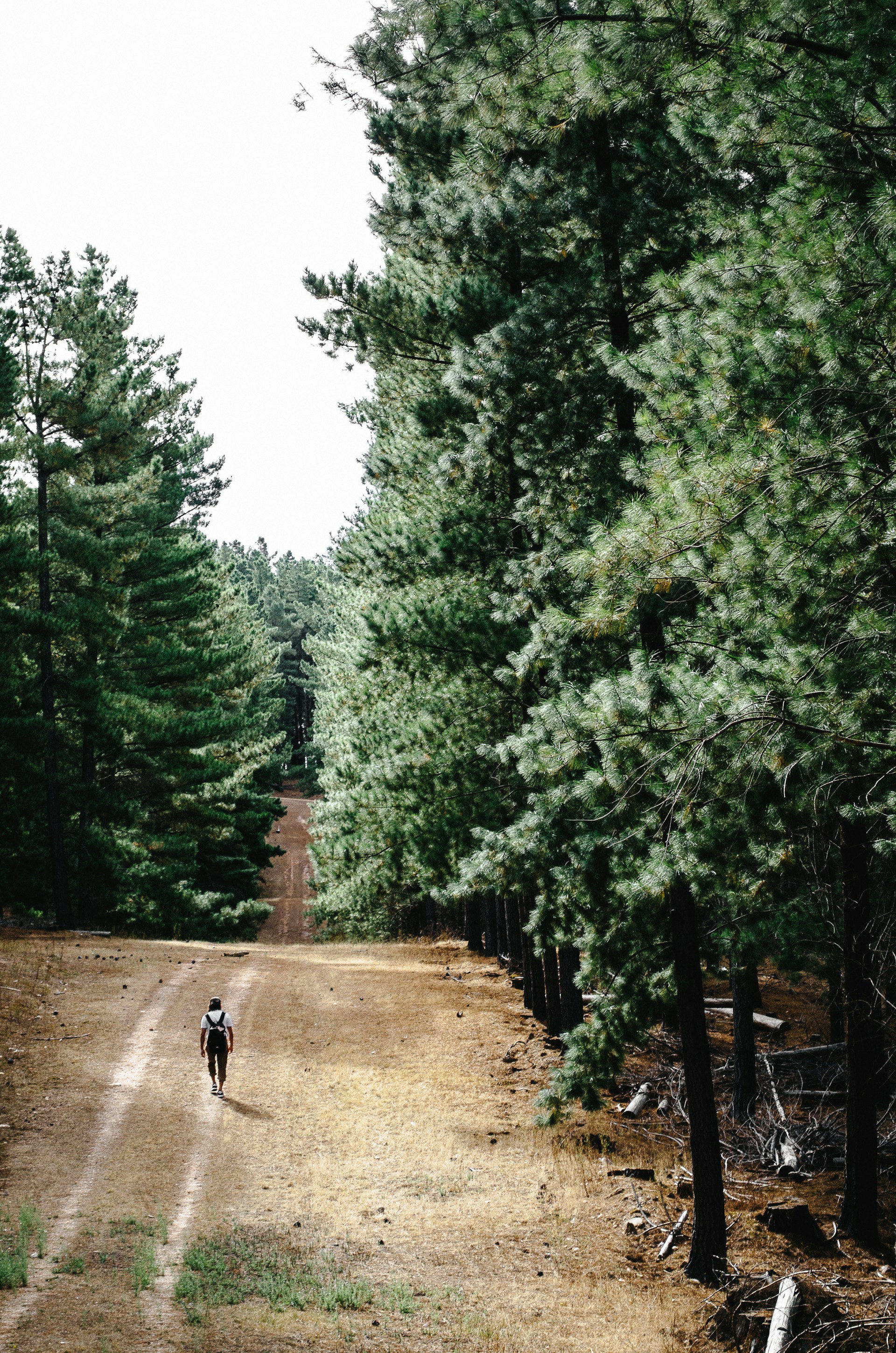man walking on pathway between trees