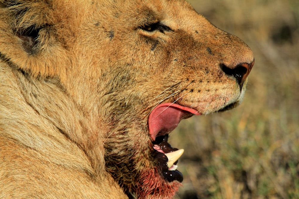 lion yawning during daytime