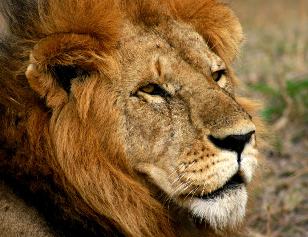 photo of brown lion