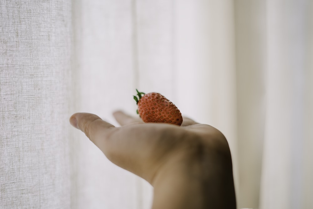 strawberry fruit