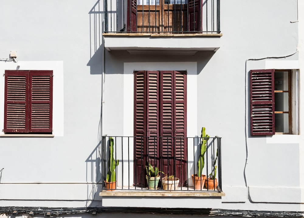 five green cactus on terrace