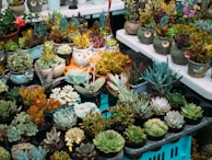 A vibrant assortment of various succulents displayed on tables, featuring different shapes and colors. Some pots have unique owl designs, adding a whimsical touch to the arrangement. The greenery ranges from deep emerald to dusty blue with hints of pink and orange.