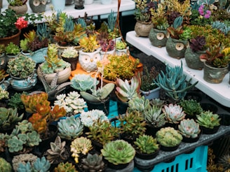 A vibrant assortment of various succulents displayed on tables, featuring different shapes and colors. Some pots have unique owl designs, adding a whimsical touch to the arrangement. The greenery ranges from deep emerald to dusty blue with hints of pink and orange.