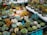 A vibrant assortment of various succulents displayed on tables, featuring different shapes and colors. Some pots have unique owl designs, adding a whimsical touch to the arrangement. The greenery ranges from deep emerald to dusty blue with hints of pink and orange.