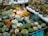 A vibrant assortment of various succulents displayed on tables, featuring different shapes and colors. Some pots have unique owl designs, adding a whimsical touch to the arrangement. The greenery ranges from deep emerald to dusty blue with hints of pink and orange.