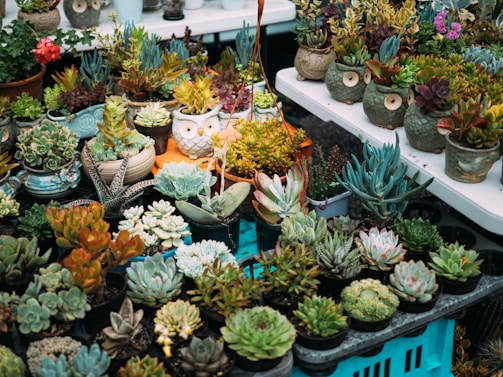 A vibrant assortment of various succulents displayed on tables, featuring different shapes and colors. Some pots have unique owl designs, adding a whimsical touch to the arrangement. The greenery ranges from deep emerald to dusty blue with hints of pink and orange.