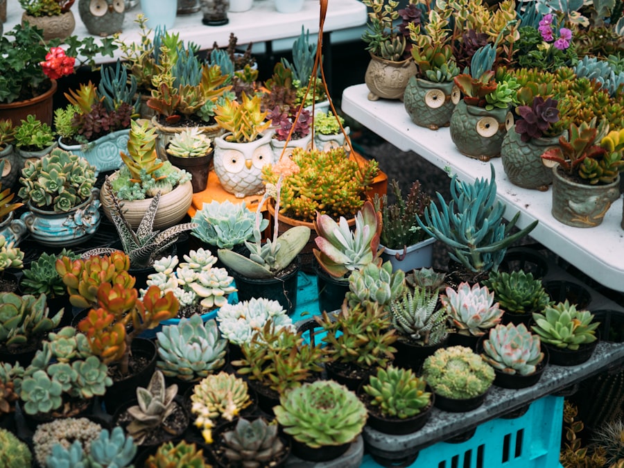 Assorted potted succulents in decorative pots
