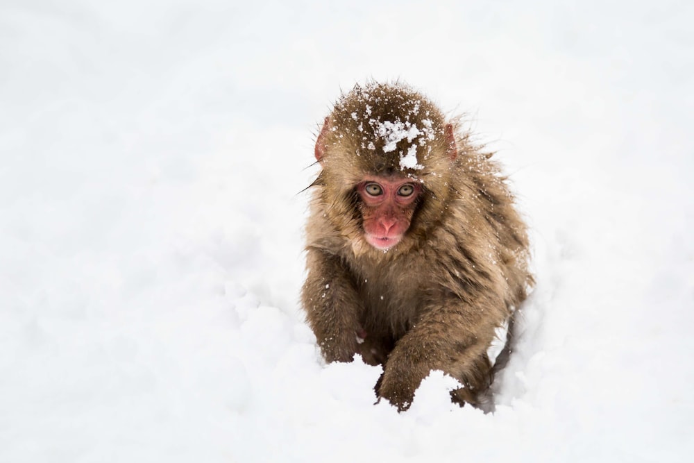 brown monkey sitting on snowfield