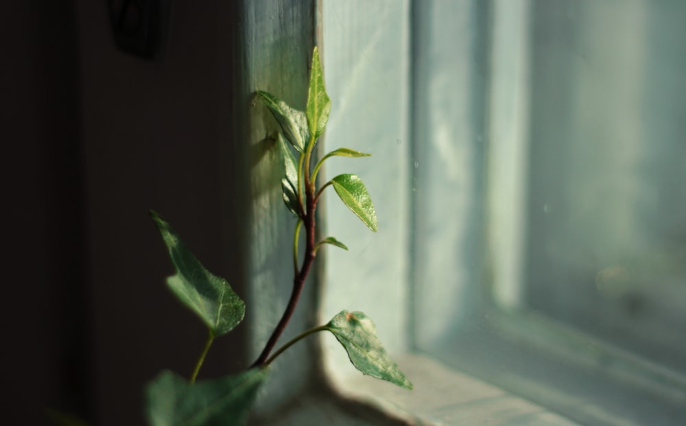 green leaf plant