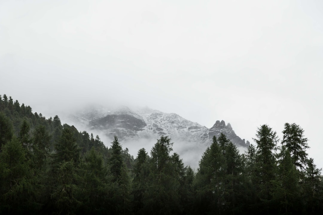 photo of green leafed trees near mountain