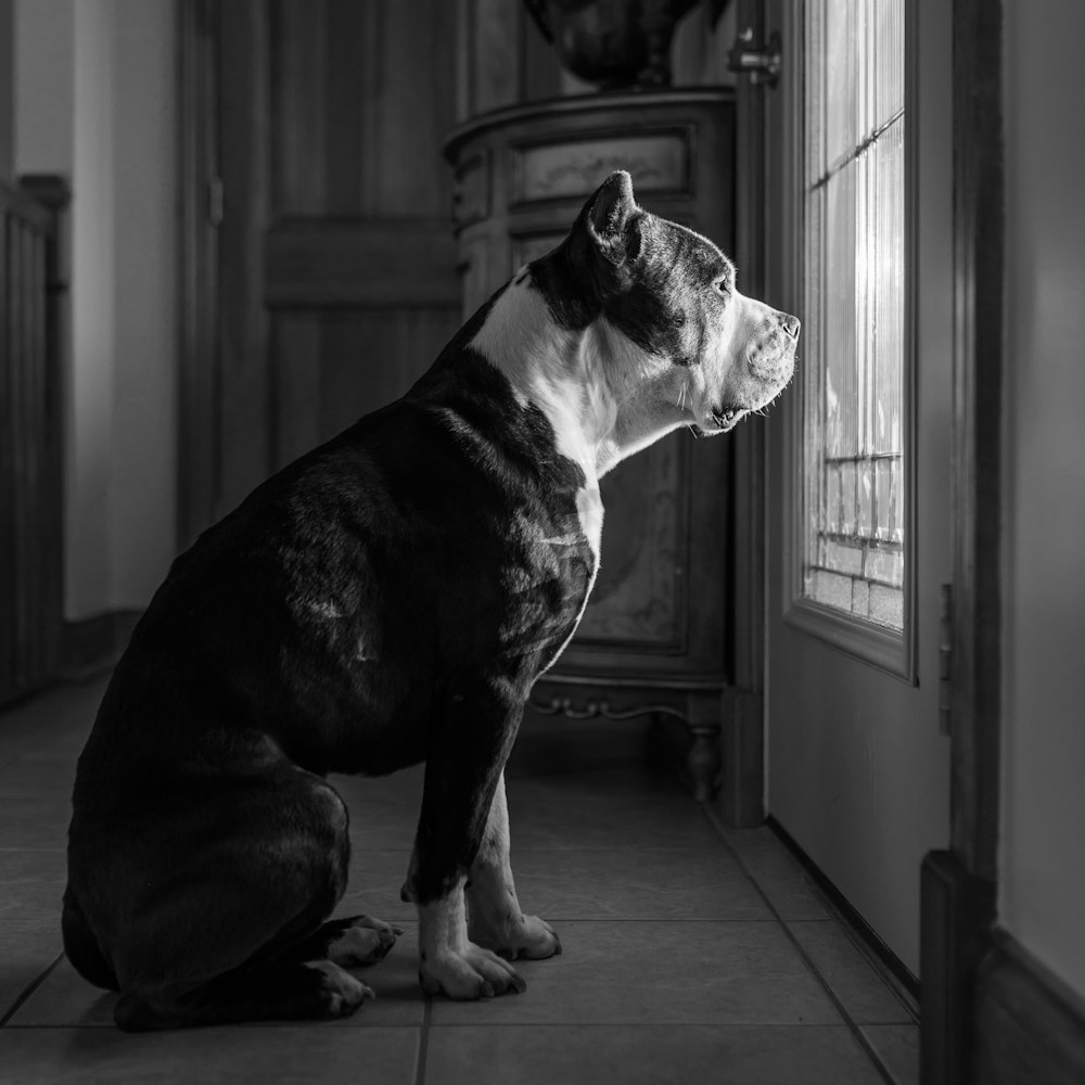 Foto en escala de grises de un perro mirando afuera a través de la ventana