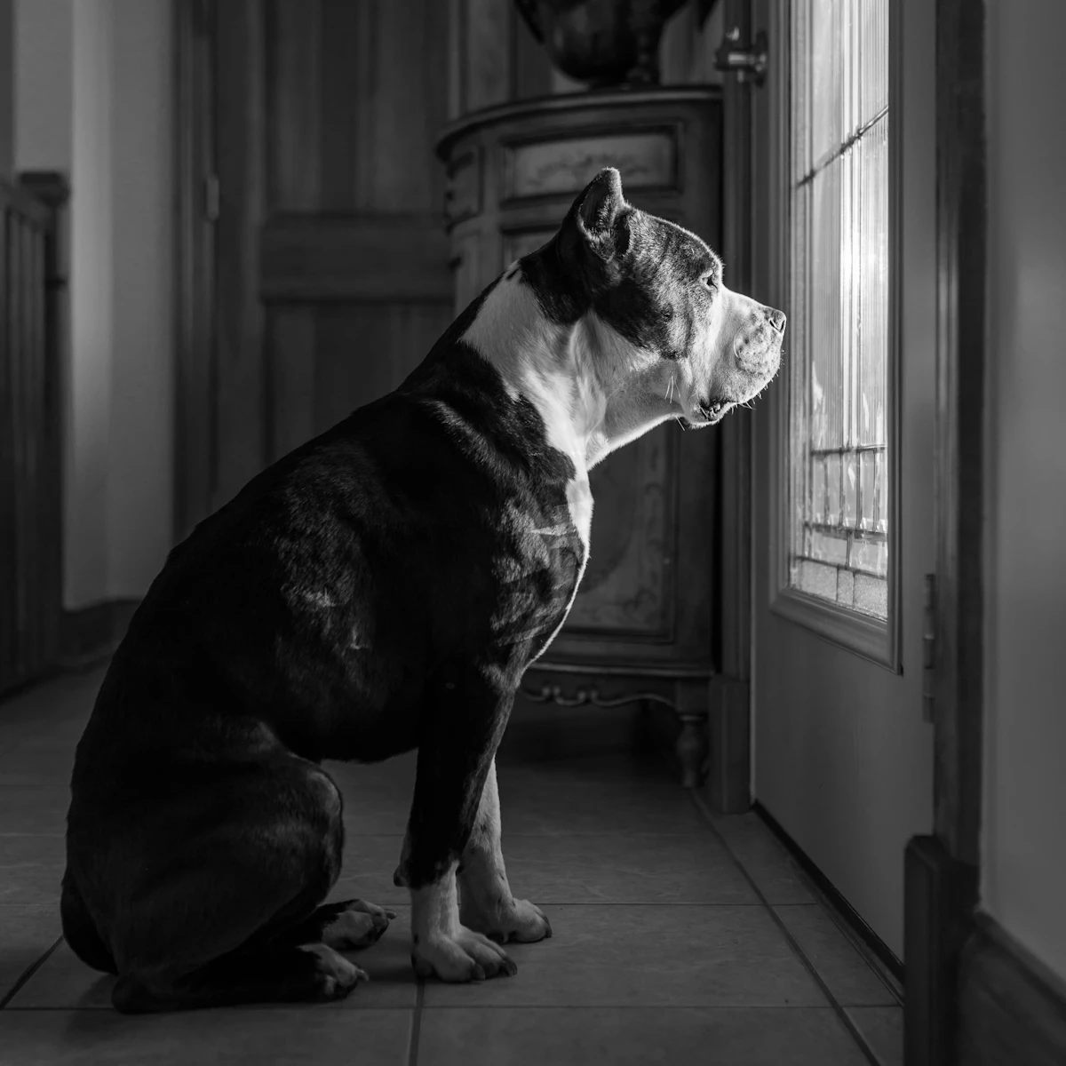 A dog waiting by the door — the 40-minute cortisol window is the critical intervention point