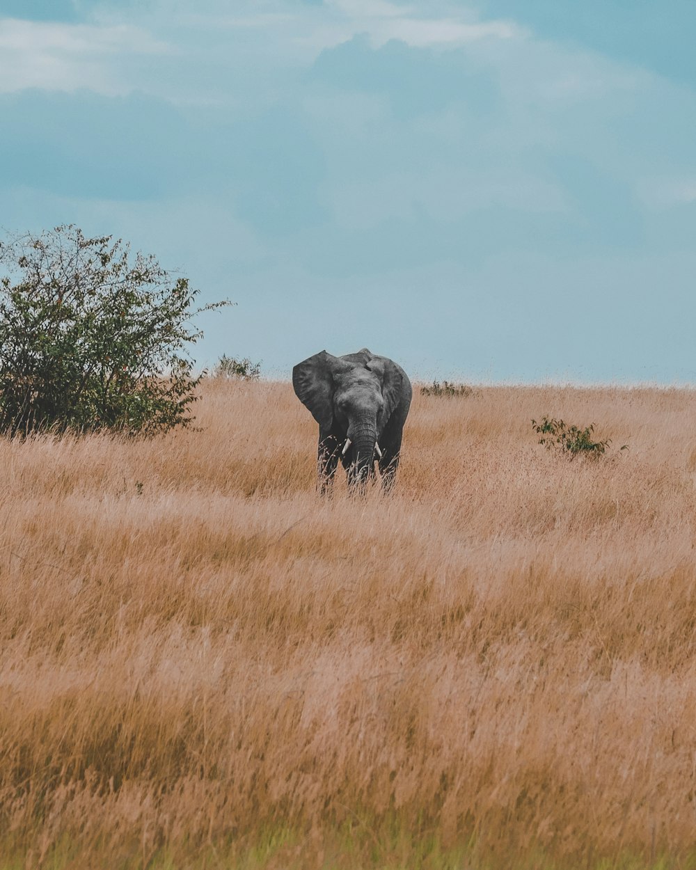 gray elephant standing in withered grass field